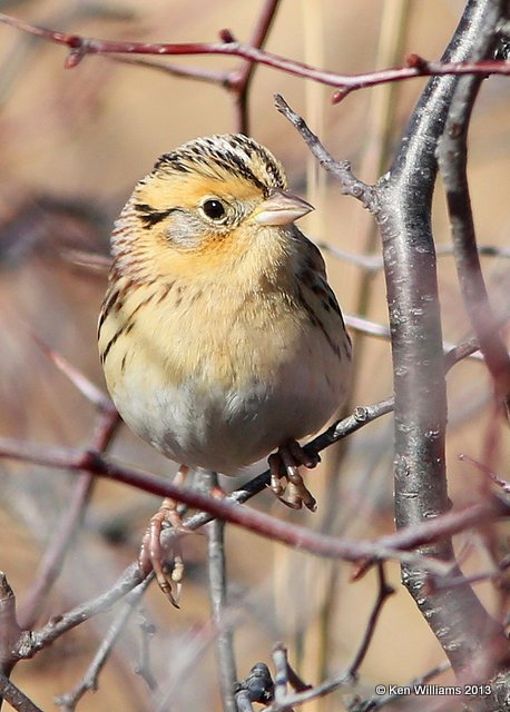 Le Conte's Sparrow adult, Sooner Lake, Pawnee Co, OK, 2-27-14, Jp_06024.JPG