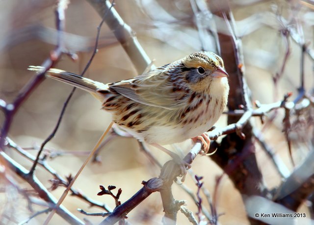 Le Conte's Sparrow adult, Sooner Lake, Pawnee Co, OK, 2-27-14, Jpa_06074.JPG