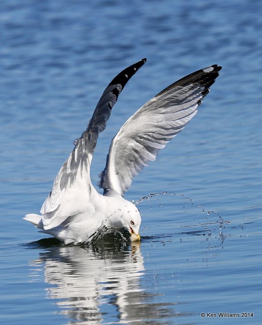 Ring-billed Gull basic adult, Tenkiller Lake, OK, 3-11-14, Jp_07136.JPG