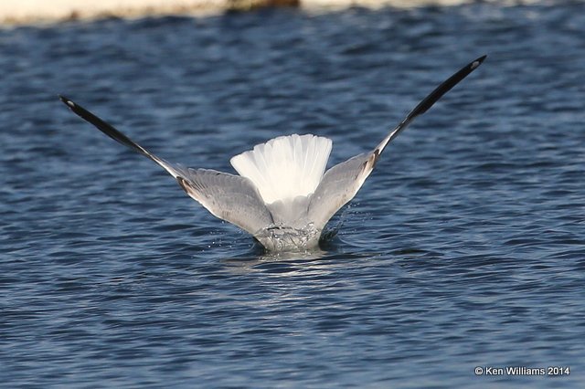 Ring-billed Gull basic adult, Tenkiller Lake, OK, 3-11-14, Jp_07428.JPG