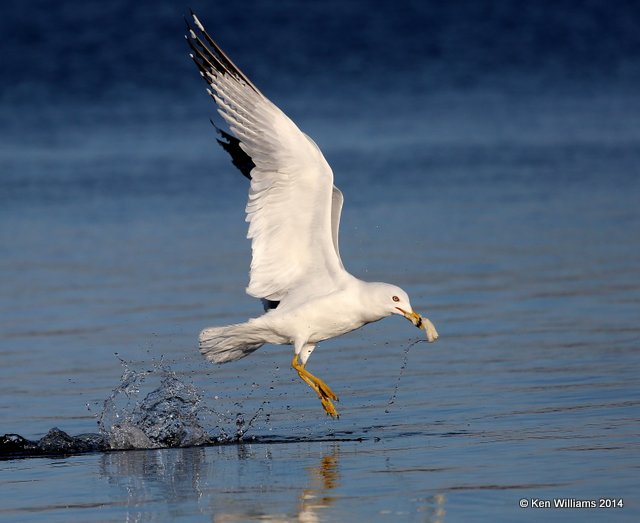 Ring-billed Gull basic adult, Tenkiller Lake, OK, 3-11-14, Jp_07604.JPG