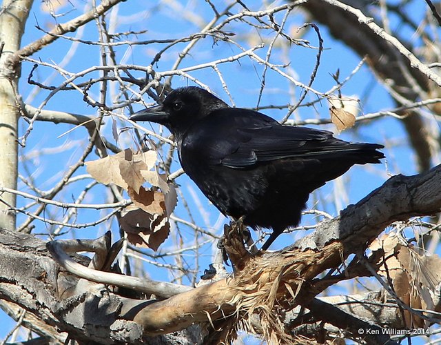 American Crow, Albuquerque, NM, 2-10-14, Jpa_5812.jpg
