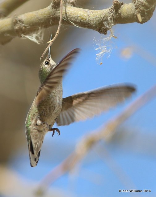 Anna's Hummingbird female, Gilbert Water Park, Gilbert, AZ, 2-19-14, Jpa_0170.jpg
