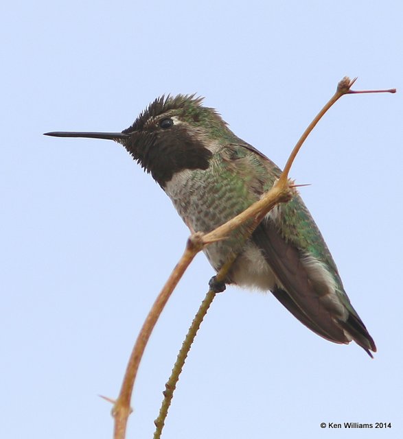 Anna's Hummingbird, Sweetwater Wetland, Tucson, AZ, 2-16-14, Jpa_8214.jpg