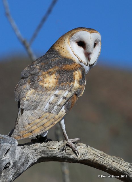 Barn Owl, Arizona-Sonora Desert Museum, Tucson, AZ, 2-17-14, Jpa_9038.jpg