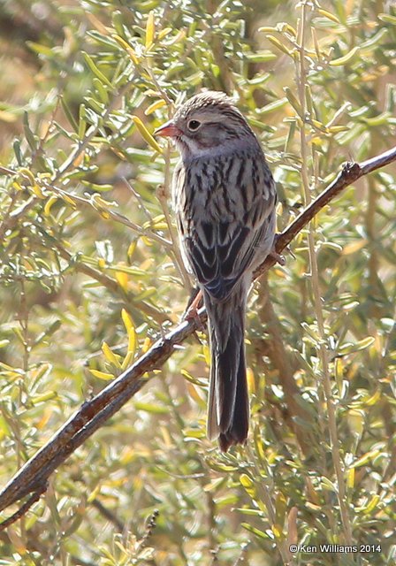 Brewer's Sparrow, Timberline subspecies, Whitewater Draw WMA, AZ, 2-12-14, Jpa_6426.jpg