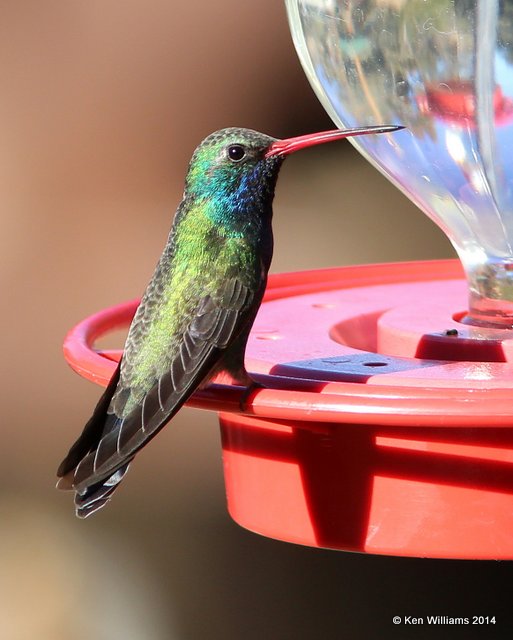 Broad-billed Hummingbird male, Madera Canyon, AZ, 2-15-14, Jpa_8026.jpg
