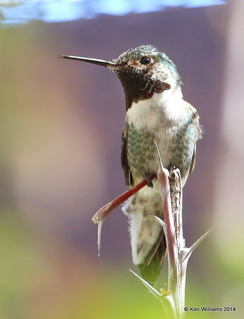 Broad-tailed Hummingbird male,  Arizona-Sonora Desert Museum, Tucson, AZ, 2-17-14, Jpa_8718.jpg