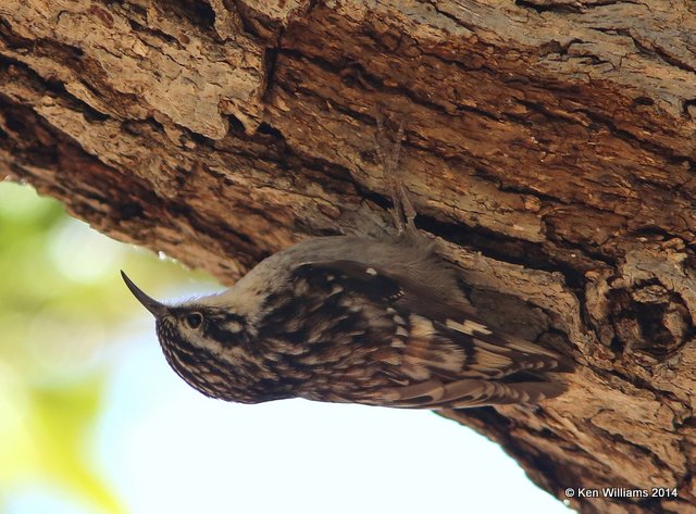 Brown Creeper - Mexican subspecies, Huachuca Canyon, AZ, 2-13-14, Jpa_7160.jpg