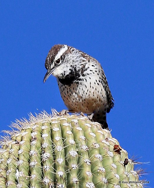 Cactus Wren, Tucson, AZ, 2-17-14, Jpa_8391.jpg