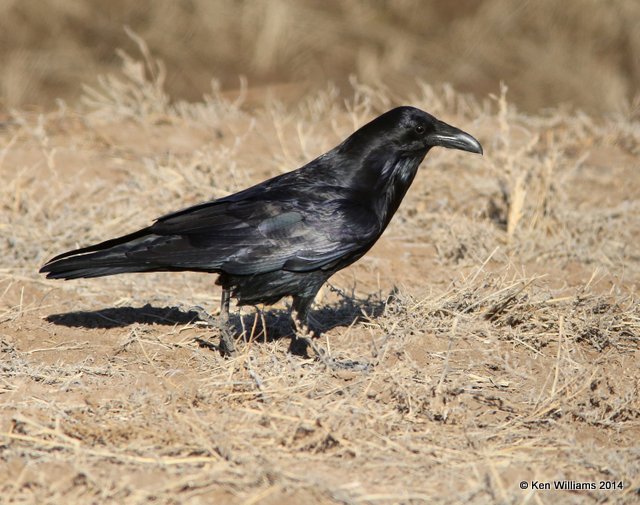 Chihuahuan Raven, Bosque del Apache  NWR, NM, 2-11-14, Jpa_6008.jpg