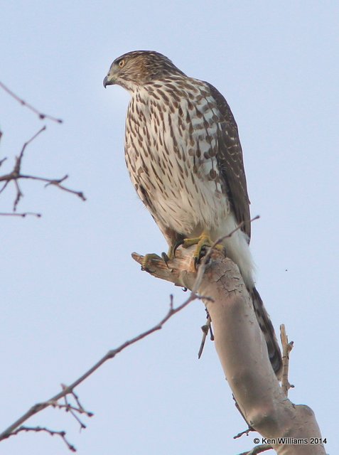 Cooper's Hawk juvenile, Sierra Vista, AZ, 2-13-14, Jpa_7456.jpg