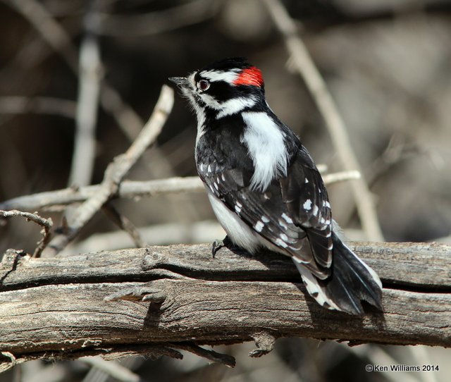 Downy Woodpecker male, Albuquerque, NM, 2-10-14, Jpa_5807.jpg