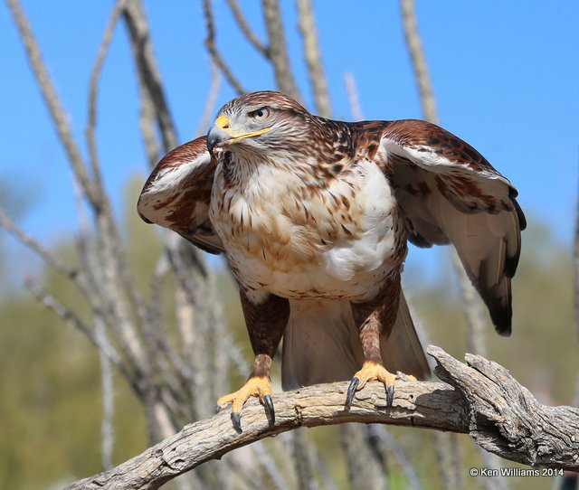 Ferruginous Hawk, Arizona-Sonora Desert Museum, Tucson, AZ, 2-17-14, Jpa_8521.jpg