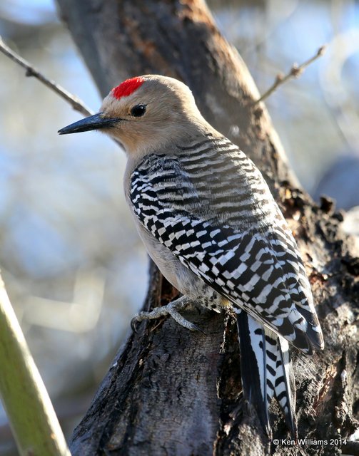 Gila Woodpecker male Tucson, AZ, 2-17-14, Jpa_8336.jpg