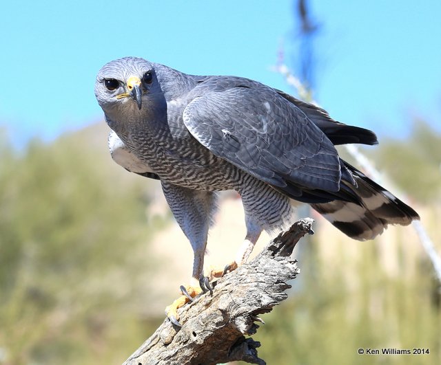 Gray Hawk, Arizona-Sonora Desert Museum, Tucson, AZ, 2-17-14, Jpa_8991.jpg