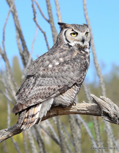 Great Horned Owl, Arizona-Sonora Desert Museum, Tucson, AZ, 2-17-14, Jpa_8436.jpg
