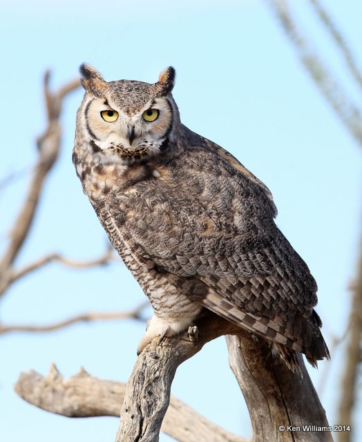 :Great Horned Owl: