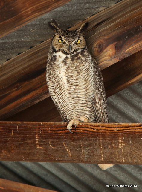 Great Horned Owl, Whitewater Draw WMA, AZ, 2-12-14, Jpa_6174.jpg