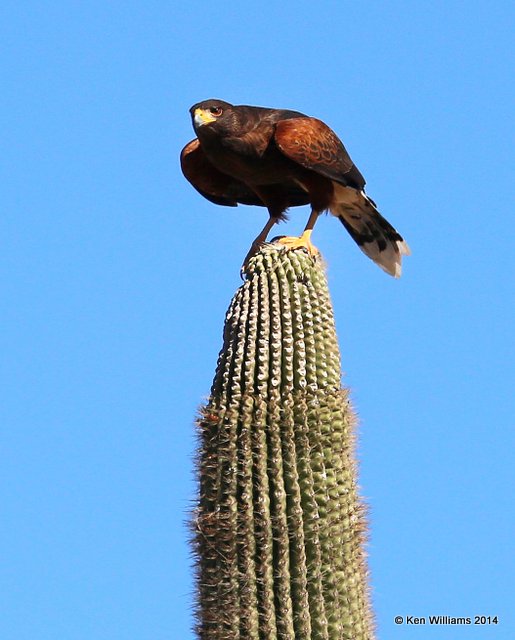 Harris's Hawk, Arizona-Sonora Desert Museum, Tucson, AZ, 2-17-14, Jpa_9082.jpg