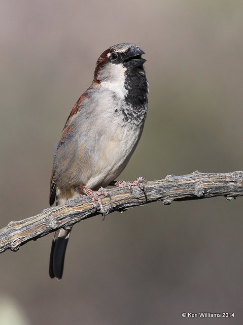 House Sparrow - male, Tucson, AZ, 2-17-14, Jpa_8395.jpg