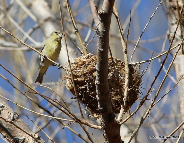 Lesser Goldfinch - Western form female - building nest, San Pedro House, AZ, 2-12-14, Jpa_6743.jpg