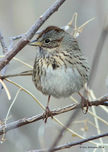 Lincoln's Sparrow, Florida Canyon, AZ, 2-16-14, Jpa_8102.jpg