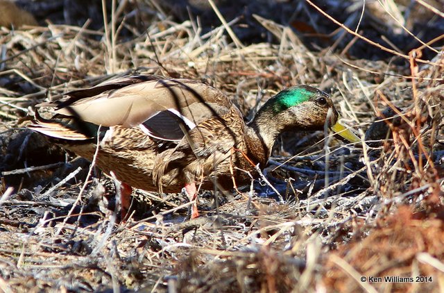 Mallard x Mexican Duck hybrid male, Patagonia State Park, AZ, 2-14-14, Jpa_7783.jpg