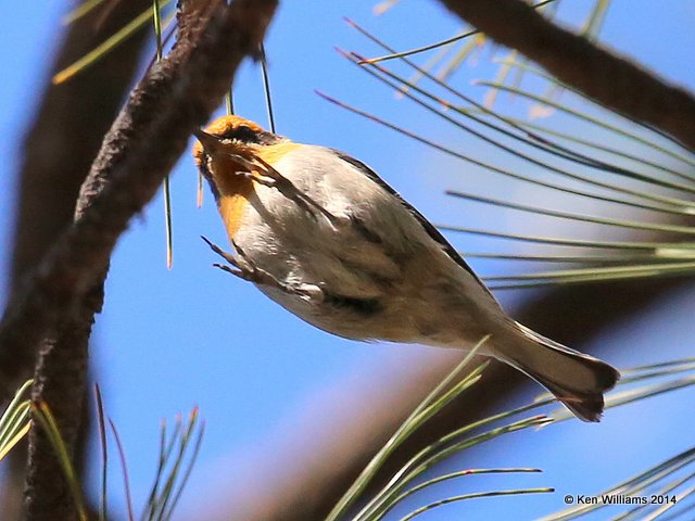 Olive Warbler male, Mt Lemmon, AZ, 2-18-14, Jpa_9669.jpg