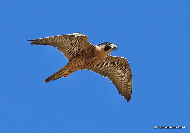 Peregrine Falcon, Arizona-Sonora Desert Museum, Tucson, AZ, 2-17-14, Jpa_9069.jpg
