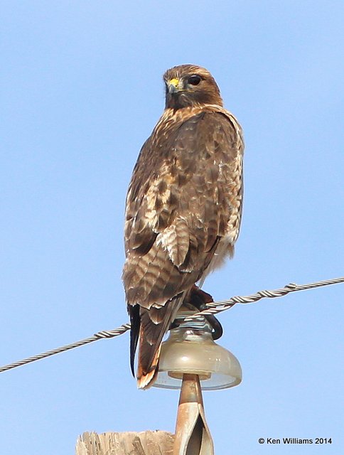 Red-tailed Hawk - Western, HY 180 East of Seminole, TX, 2-23-14, Jp2a_05980.jpg