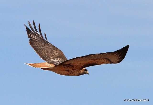 Red-tailed Hawk - Western, HY 180 East of Seminole, TX, 2-23-14, Jpa_05992.jpg