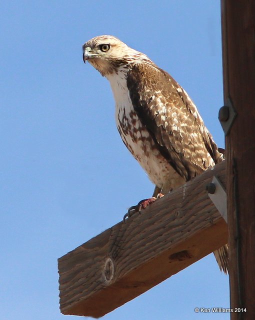 Red-tailed Hawk - Eastern juvenile, HY 180 East of Seminole, TX, 2-23-14, Jpa_05994.jpg