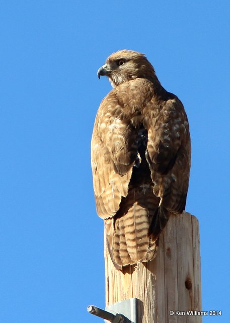 Red-tailed Hawk - Western juvenile, Whitewater Draw WMA, AZ, 2-12-14, Jpa_6170.jpg