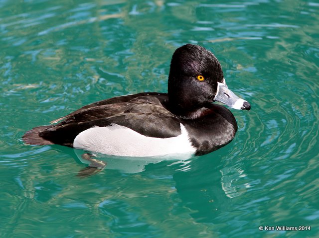 Ring-necked Duck male, Encanto Park Phoenix, 2-19-14, Jpa_9859.jpg