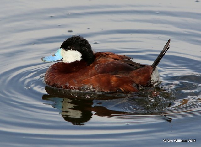 Ruddy Duck male, Sweetwater Wetland, Tucson, AZ, 2-16-14, Jpa_8309.jpg