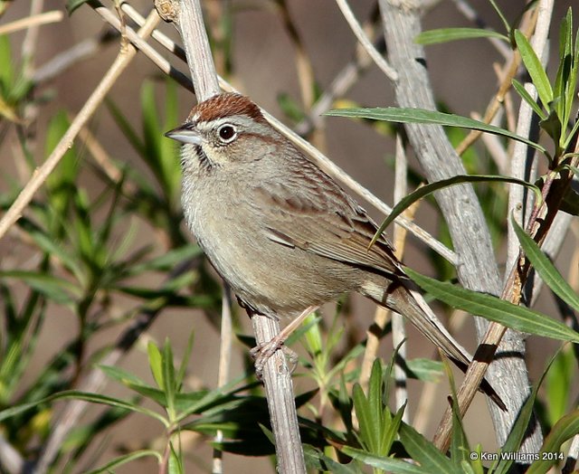 Rufous-winged Sparrow, Florida Canyon, AZ, 2-15-14, Jpa_7927.jpg
