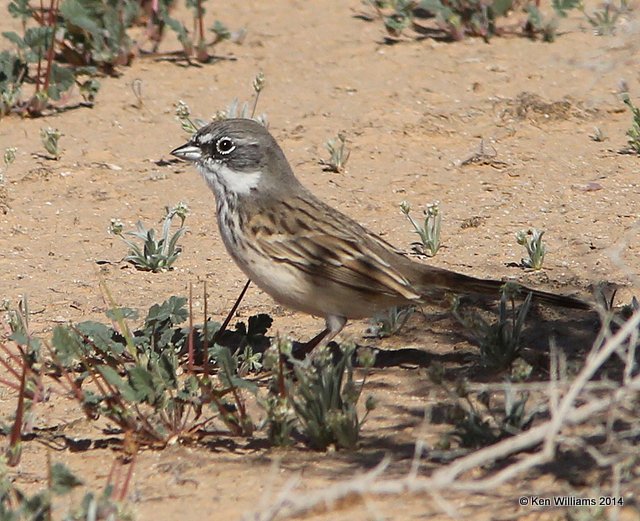 Sagebush Sparrow, W. of Buckeye, AZ, 2-20-14, Jpa_0577.jpg