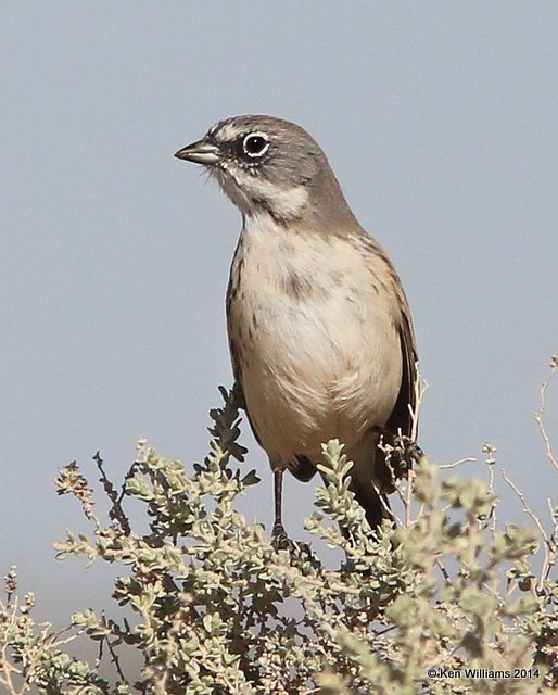Sagebush Sparrow, W. of Buckeye, AZ, 2-20-14, Jpa_0614.jpg