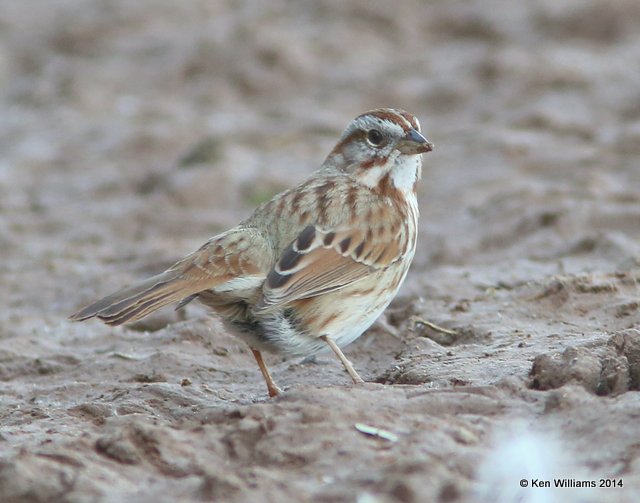 Song Sparrow, Gilbert Water Park, Gilbert, AZ, 2-19-14, Jpa_0381.jpg