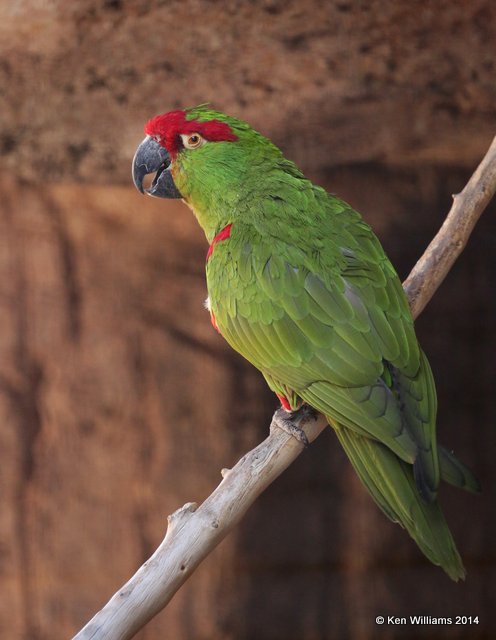 Thick-billed Parrot, Arizona-Sonora Desert Museum, Tucson, AZ, 2-17-14, Jpa_8323.jpg