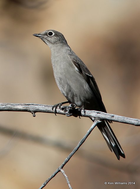 Townsend's Solitaire, Florida Canyon, AZ, 2-16-14, Jpa_8136.jpg