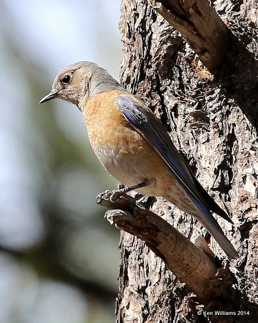 Western Bluebird female, Mt Lemmon, AZ, 2-18-14, Jpa_9703.jpg