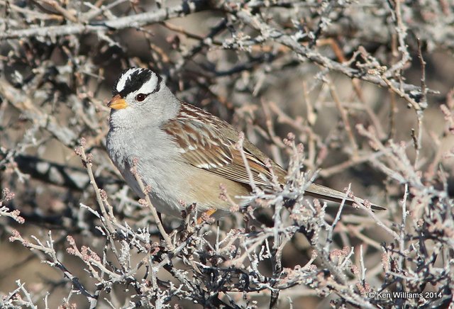 White-crowned Sparrow adult, Bosque del Apache  NWR, NM, 2-11-14, Jpa_6025.jpg