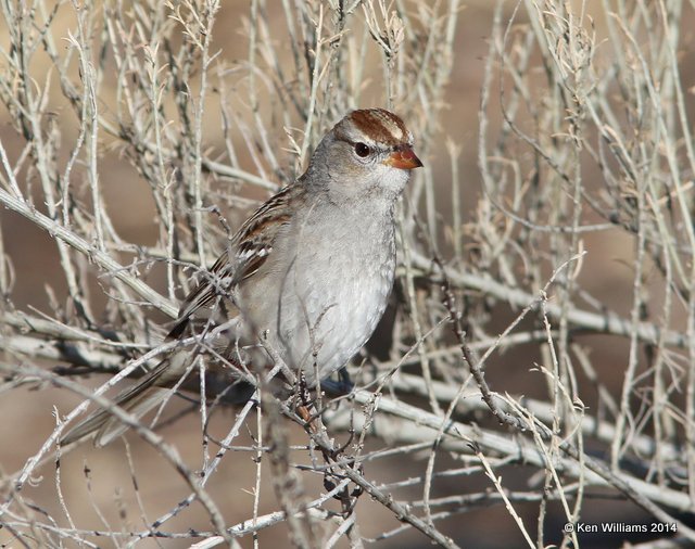 White-crowned Sparrow 1st winter, Bosque del Apache  NWR, NM, 2-11-14, Jpa_6027.jpg