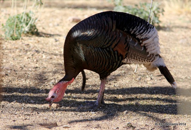 Wild Turkey tom - Goulds subspecies, Madera Canyon, AZ, 2-15-14, Jpa_7854.jpg