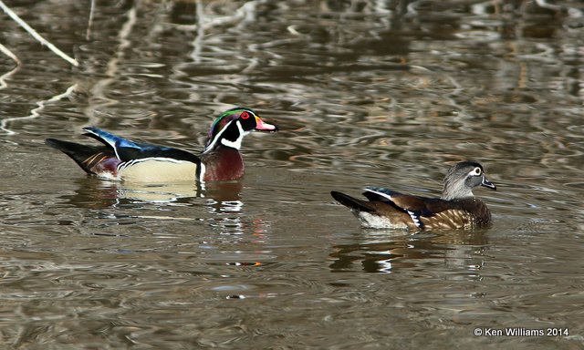 Wood Duck pair, Albuquerque, NM, 2-10-14, Jpa_5802.jpg