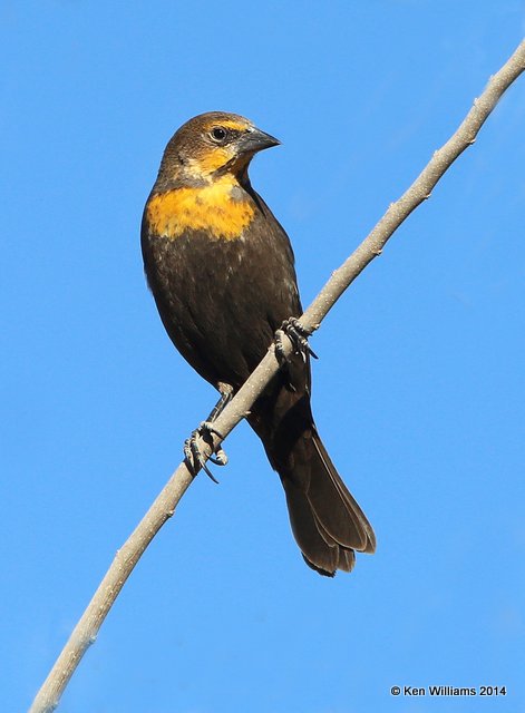 Yellow-headed Blackbird female, San Pedro House, AZ, 2-12-14, Jpa_6801.jpg