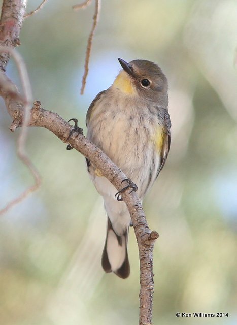 Yellow-rumped Warbler - Audubon's, 1st winter, Deming, NM, 2-22-14, Jpa_0848.jpg