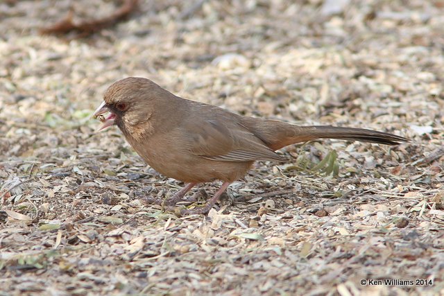 Abert's Towhee, Gilbert Water Park, Gilbert, AZ, 2-19-14, Jpa_0184.jpg